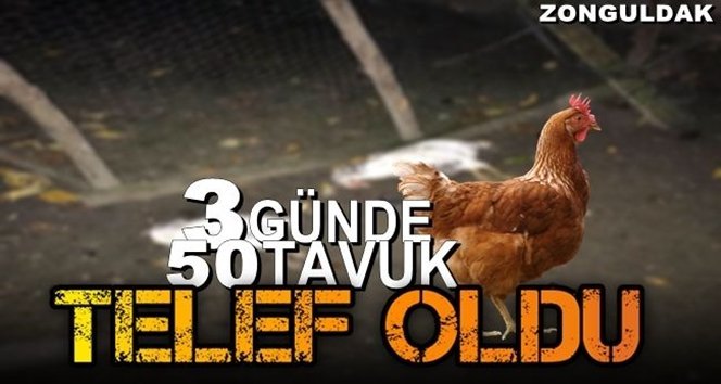Çaycuma’da tavuklar telef oldu!.