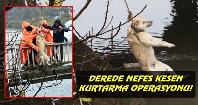 Vicdanlı vatandaş kurtardı, “Günün kahramanı” ilan edildi…