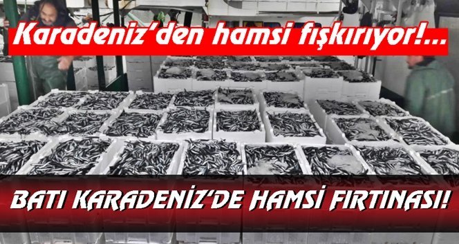 Hamsi bereketi böyle görüntülendi…