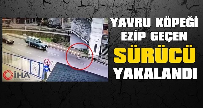 Köpeği ezip kaçan zanlı yakalandı