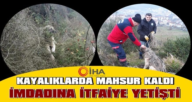 Mahsur kalan sokak köpeğini itfaiye kurtardı