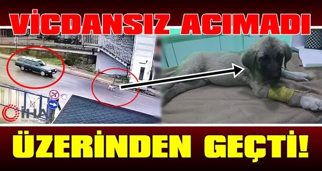 Yavru köpeği ezen sürücünün yeni görüntüleri ortaya çıktı