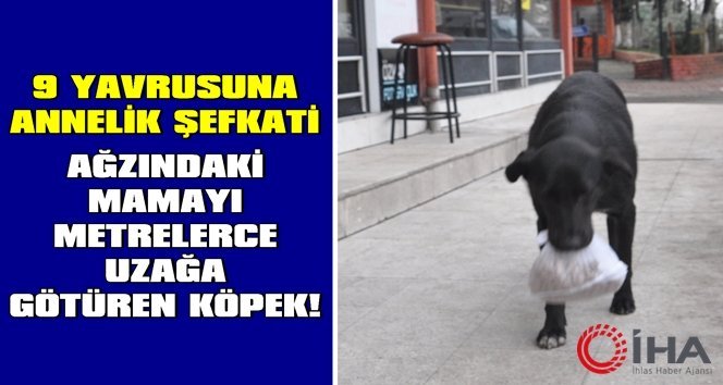 Köpeğin annelik şefkati görenleri duygulandırıyor