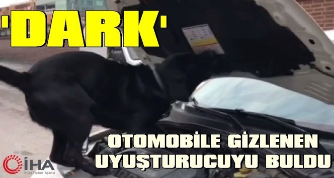 Polis köpeği ‘Dark’ yine manşetlerde…