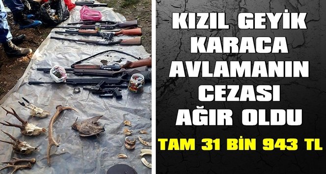 Avcılara ceza yağdı!.