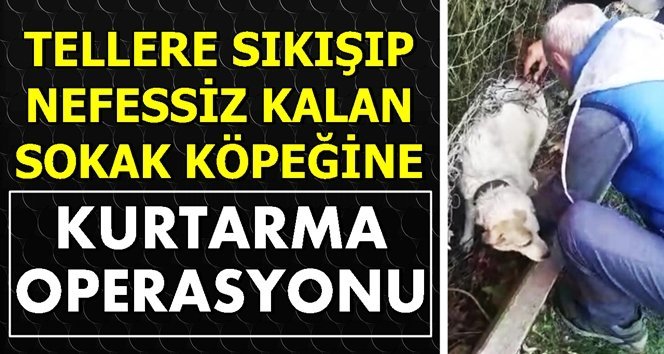 Nefessiz kalan sokak köpeğini kurtardılar!.