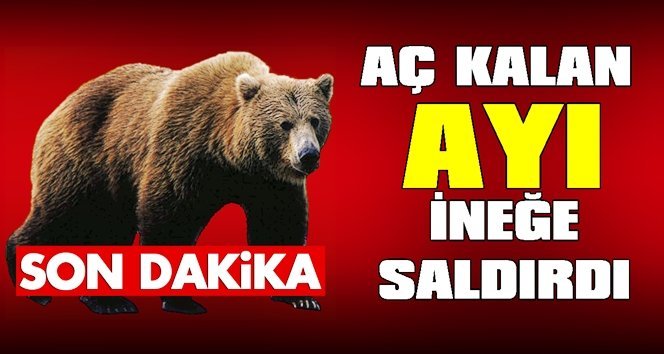 Aç kalan ayı ineğe saldırdı