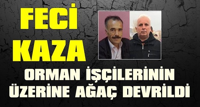 Orman işçilerinin üzerine ağaç devrildi: 1 ölü, 1 yaralı