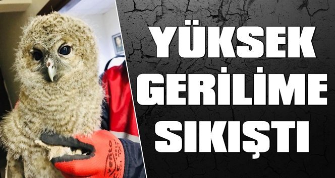 Yüksek gerilim kablolarında kalan yavru baykuş kurtarıldı