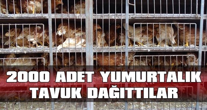 Çiftçilere 2 bin adet yumurta tavuğu dağıtıldı