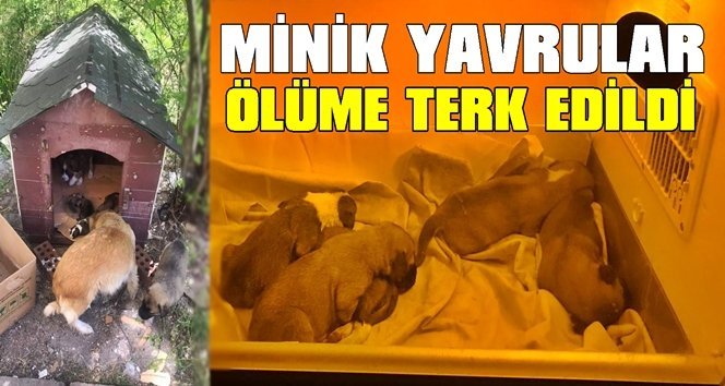 Ölüme terk edilen yavrulara süt anne bulundu…