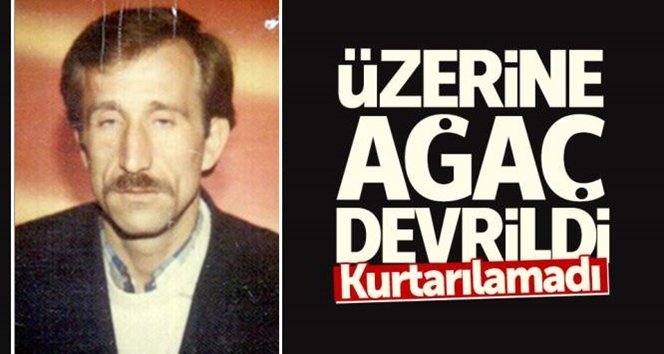 Üzerine ağaç devrilen orman işçisi öldü