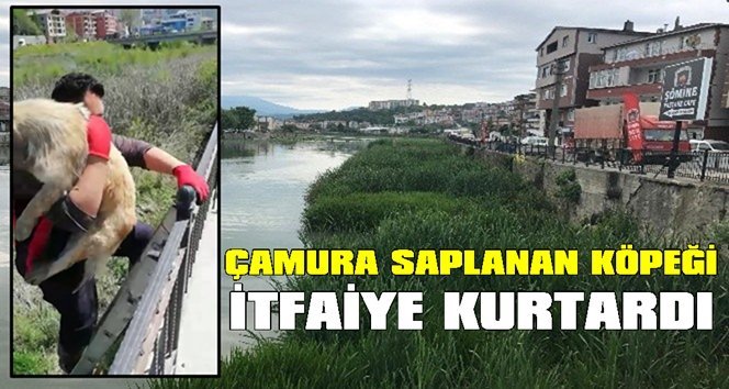 Çamura saplanan köpeği itfaiye kurtardı