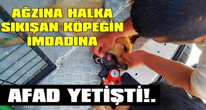 Ağzına çelik halka sıkışan köpeğin imdadına AFAD yetişti