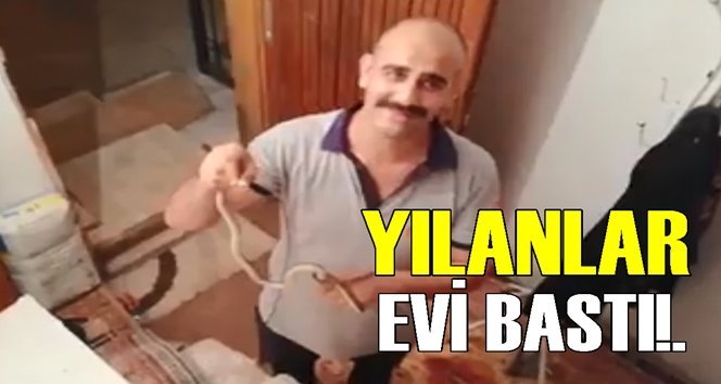 Yılanlar evi bastı