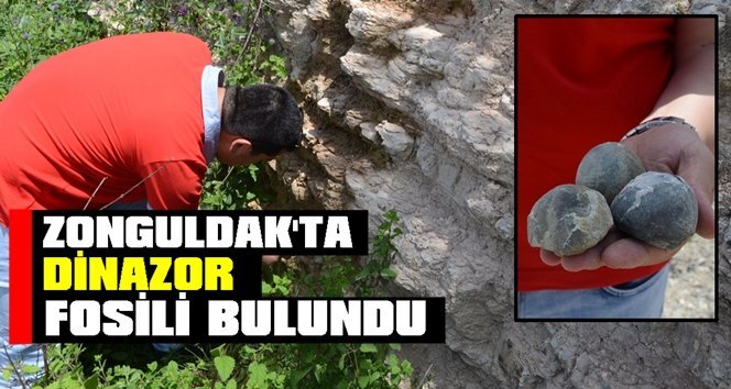 Zonguldak’ta dinazorlar çağından kalma fosiller bulundu