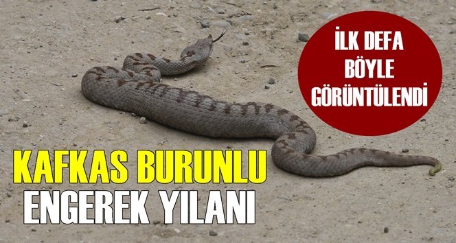 Nesli tehlikedeki engerek türü görüldü