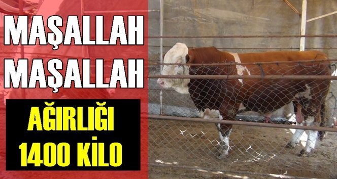 2 yaşında ve 1400 kilo!.