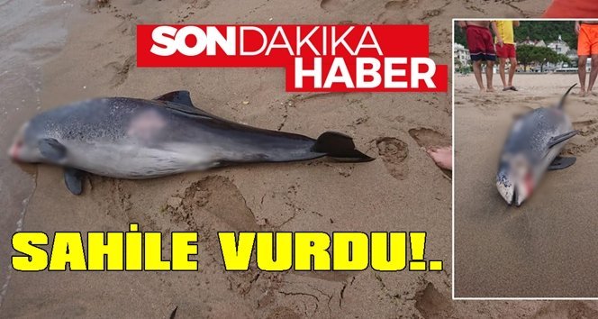 Ölü yunus sahile vurdu