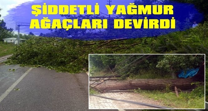 Şiddetli yağmur ağaçları devirdi