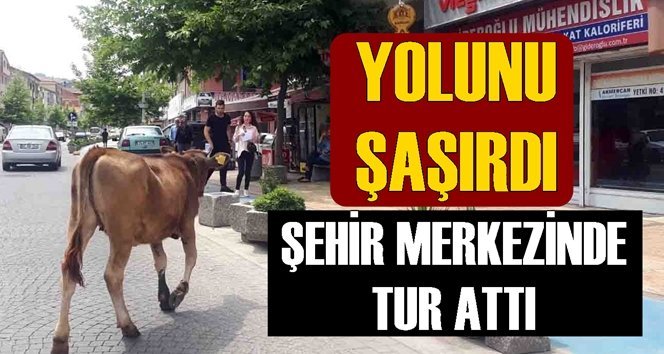 Çaycuma’da yolunu şaşıran inek şehir merkezinde gezdi…
