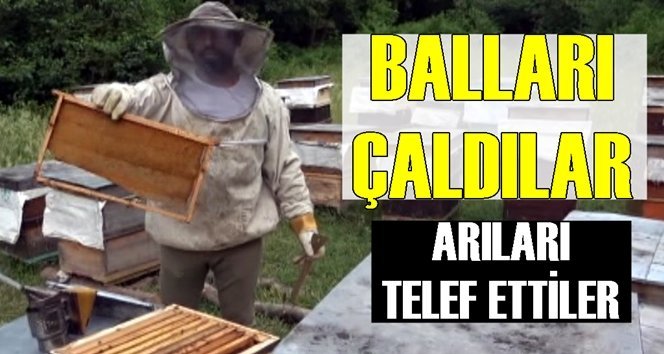Balları çaldılar, arıları telef ettiler