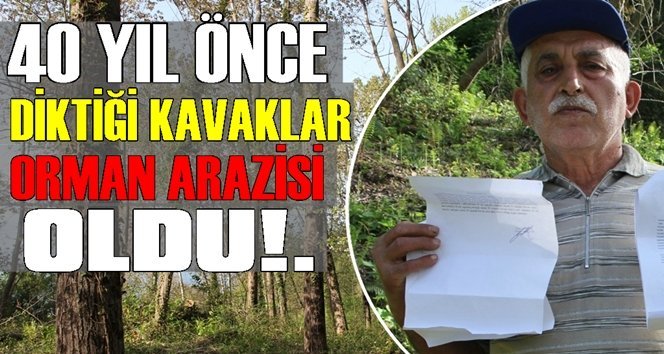 Diktiği kavaklara el konuldu!.