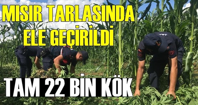 Yer; Çaycuma!. Jandarma zehir tacirlerini havadan yakaladı…