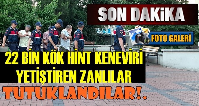 Çaycumalı zehir tacirleri tutuklandı!.