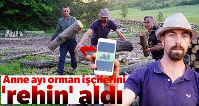 Anne ayı, orman işçilerini ‘rehin’ aldı