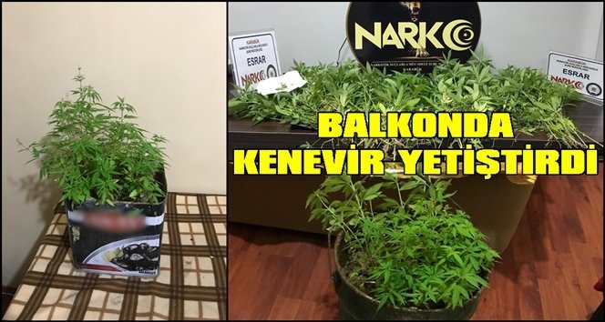 Hem oğlunu öldürdü hemde uyuşturucu yetiştirdi!.