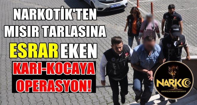 Mısır tarlasına uyuşturucu eken karı-koca yakalandı!