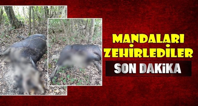 Kaybolan mandalarını zehirlenmiş olarak buldular!.