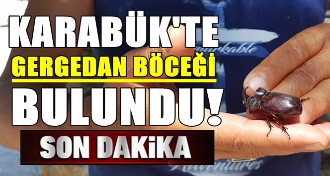 Dünyanın en güçlü böceği bulundu!.