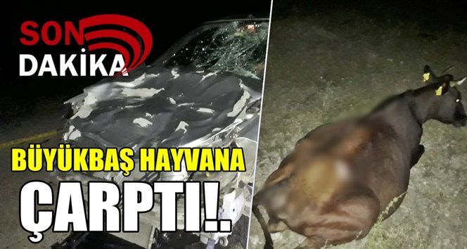 Büyükbaş hayvana çarpan otomobil, kanala düştü