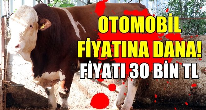Kurbanlık otomobil fiyatına satılıyor