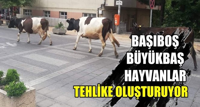 Çaycuma’da başıboş gezen hayvanlar tehlike oluşturdu!.