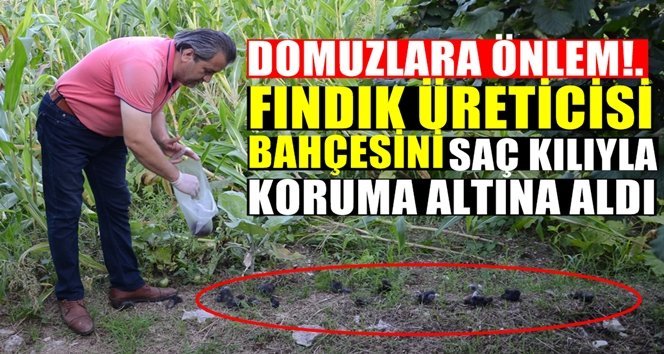 Köylü tarlasını domuzlardan saç kılıyla koruyor