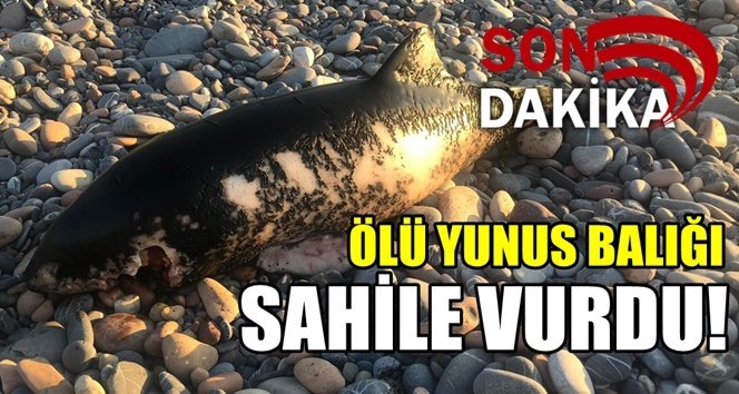 Ölü yunus balığı bulundu