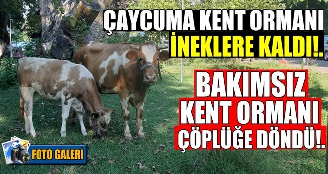 Bakımsız kent ormanı çöplüğe döndü