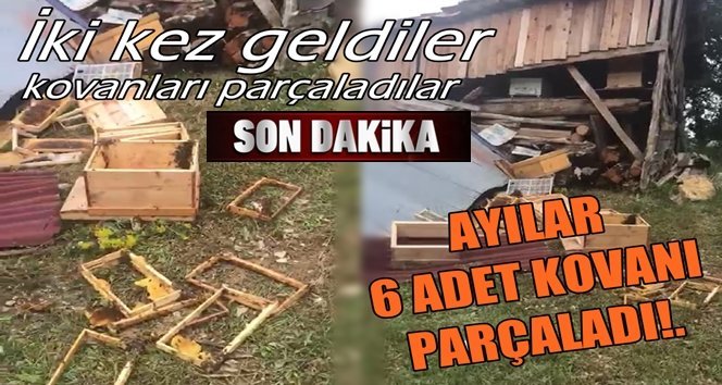 Köye inen ayı, arı kovanlarını parçaladı