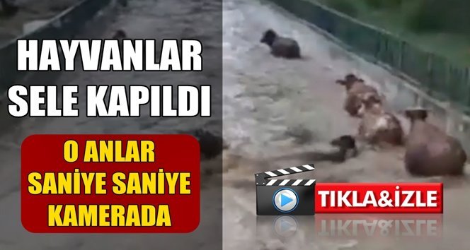 Son dakika; Hayvanlar sele kapıldı!.