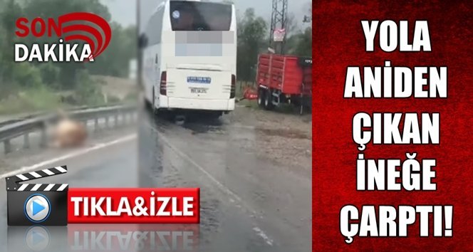 Yolcu otobüsü ineğe çarptı!