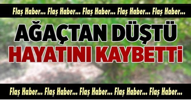 Kesilen ağacın dalları çarpan kadın öldü!