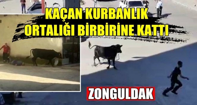 Kesime götürülen kurbanlık boğa zor anlar yaşattı!.