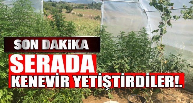 Jandarmadan kenevir yetiştiren köye baskın!…