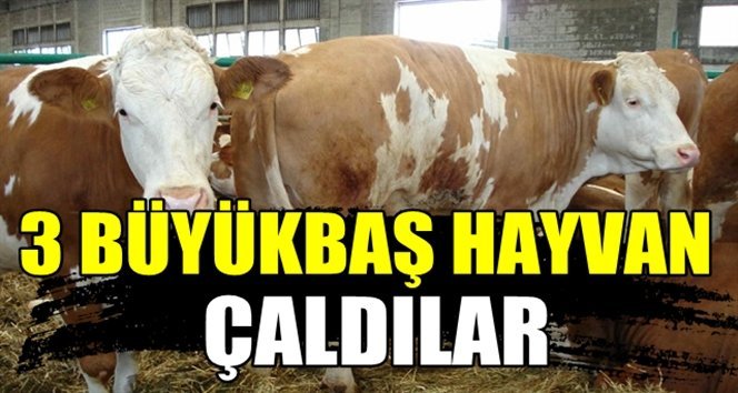 Devrek’te hayvan hırsızlığı!.