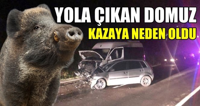 Aniden yola fırlayan domuz kazaya neden oldu!.
