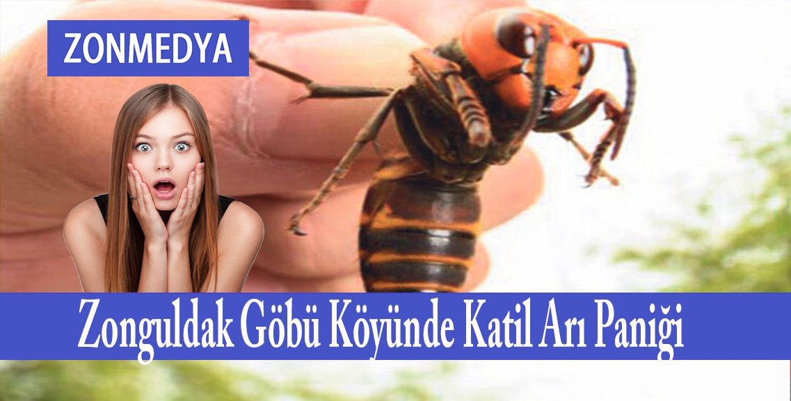 ZONGULDAK GÖBÜ KÖYÜNDE KATİL ARILAR ÜRETİCİLERİN KABUSU OLDU!