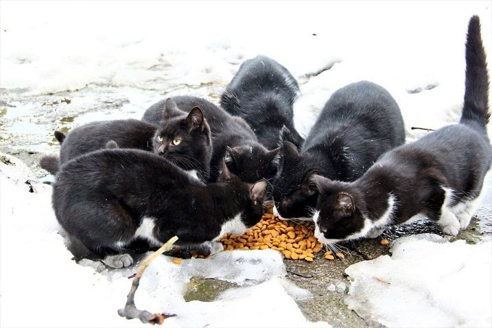 Zonguldak'ta sokak hayvanları unutulmadı